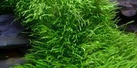 Utricularia Graminifolia - Tropica 1-2 Grow!
