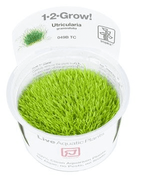 Utricularia Graminifolia - Tropica 1-2 Grow!
