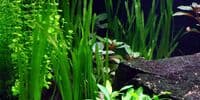 Vallisneria Spiralis 