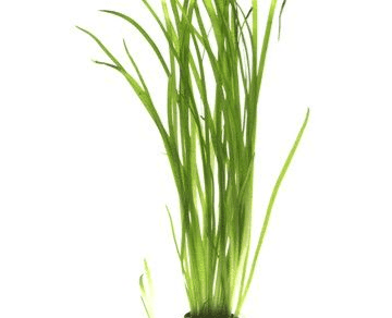 Vallisneria spiralis Tiger Bunch