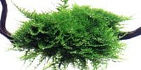 Vesicularia dubyana Christmas Moss on Wood