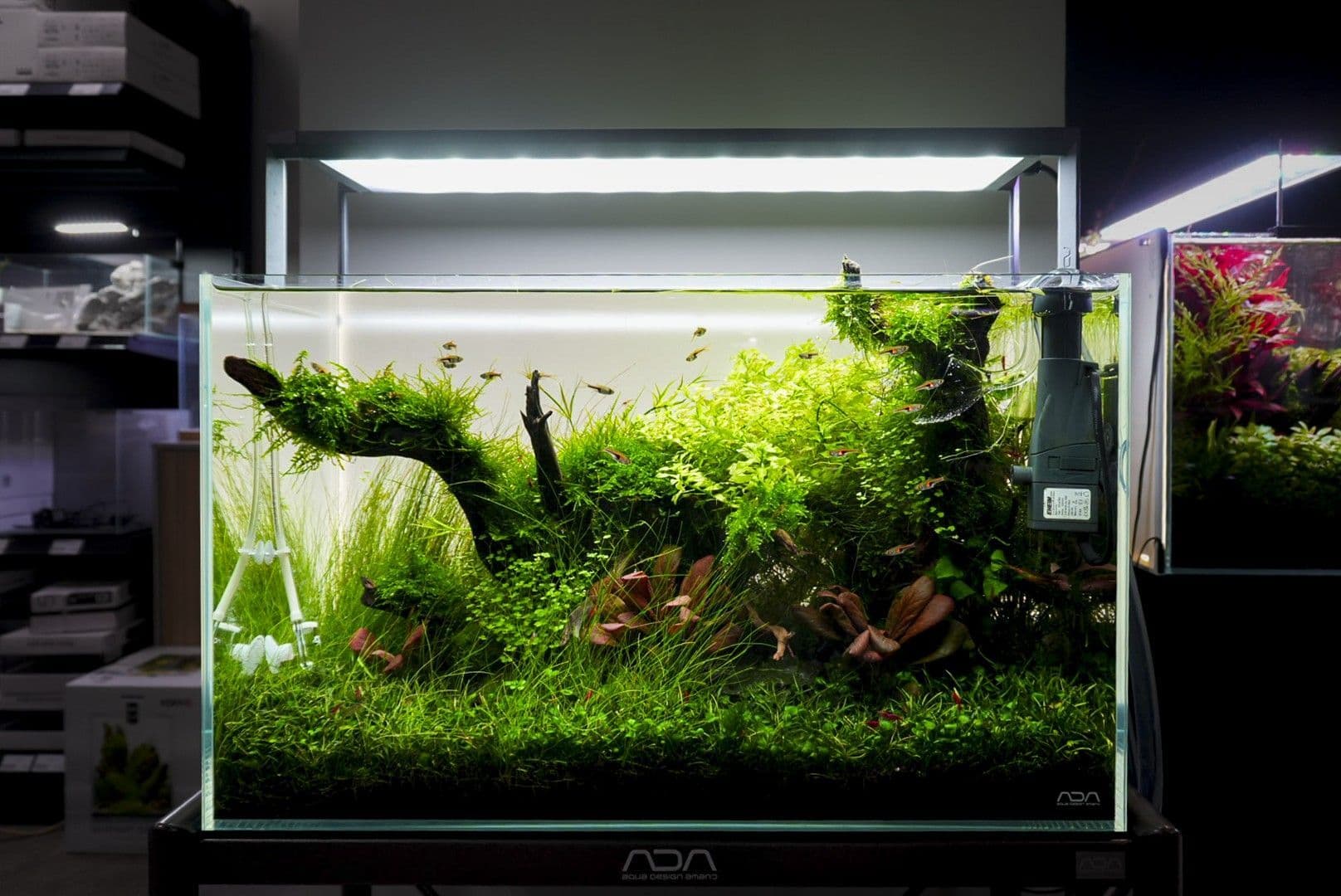 ADA 60p Aquascape