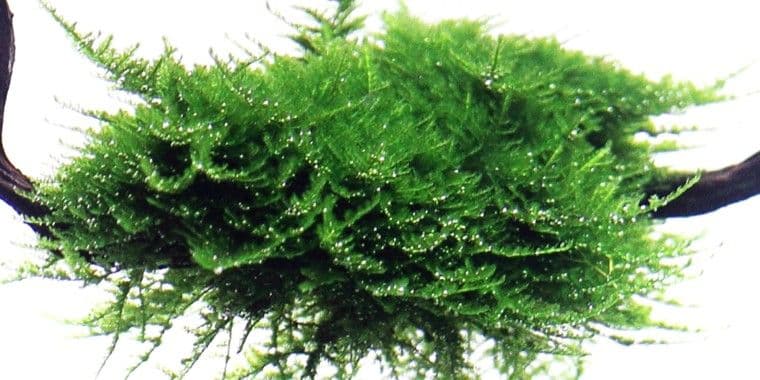 thumbnail image 2 of Java Moss (Vesicularia Dubyana) – Easy Live Aquarium Plant, Shrimp Safe, Freshwater 2 of 4