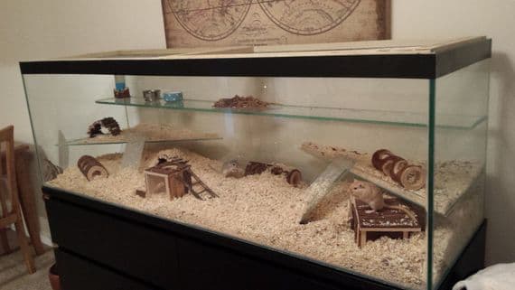 Design 3 Tank with lid and 2 corner shelves and platform accross entire back