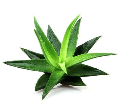 Aloe Vera - Gel Bio*