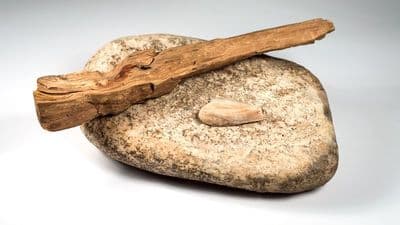 Bois de Santal Alba - Sandalwood