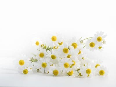 Camomille Romaine
