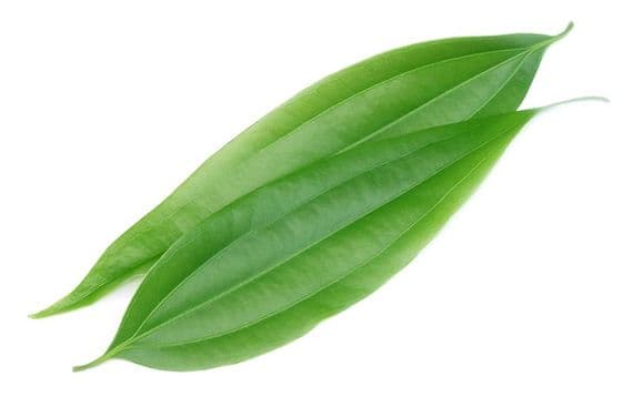 Cannelle de Chine