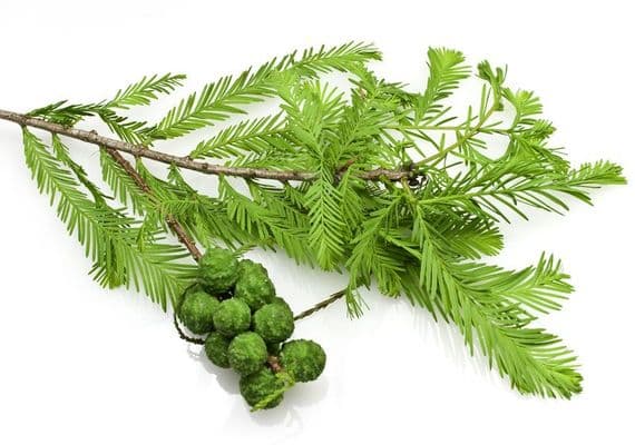 Cyprès Sampervivum