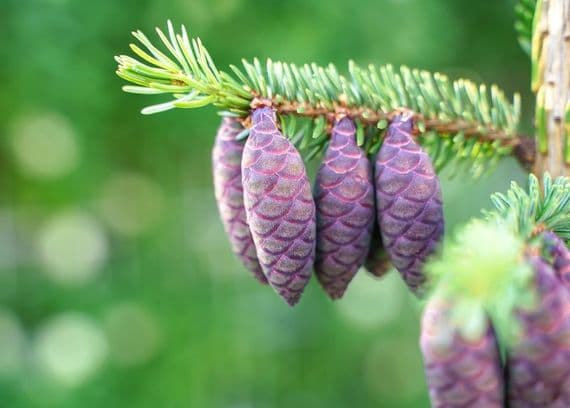 Epinette Noir - Black Spruce Bio/Sauv
