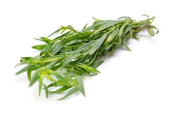 Estragon - Tarragon