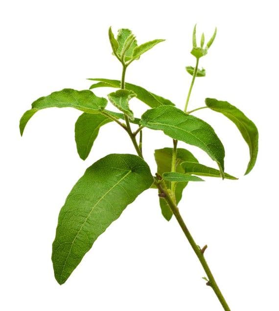 Eucalyptus Citronné