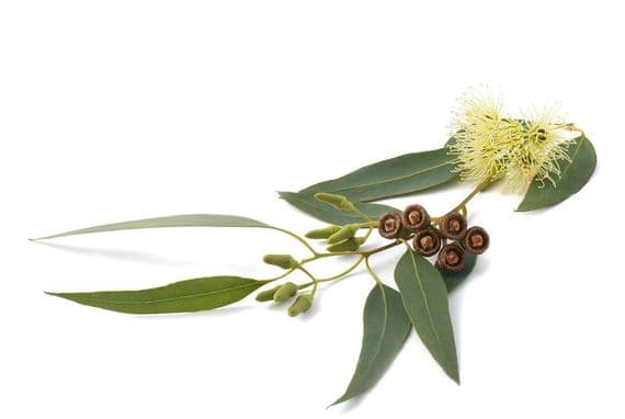 Eucalyptus Globulus Bio*