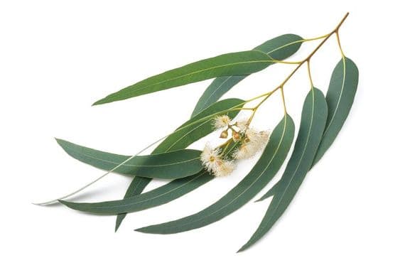 Eucalyptus Radiata Bio*