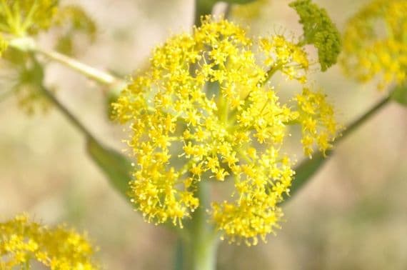 Galbanum
