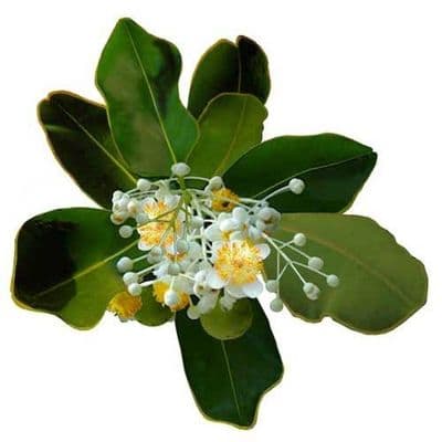 Huile Végétale Calophylle Inophyle