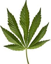 Huile Végétale Chanvre