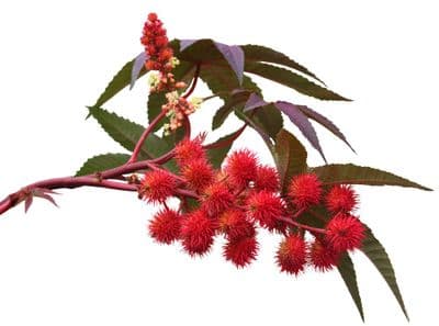 Huile Végétale Ricin Bio