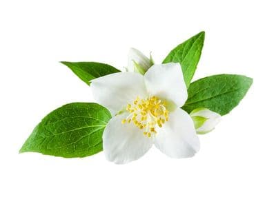 Jasmin  - Absolue