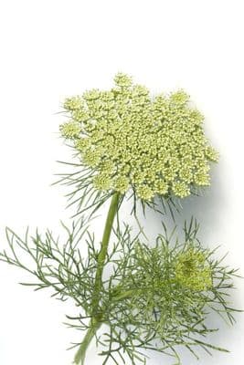 Khella - Ammi visnaga