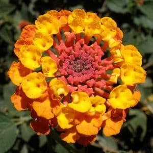 Lantana