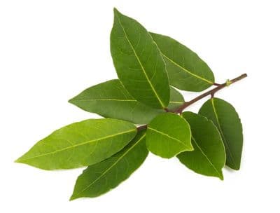 Laurier Laurus Nobilis Bio*