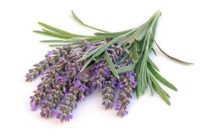 Lavande Angustifolia Bio*