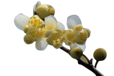 Litsea Cubeba Bio*