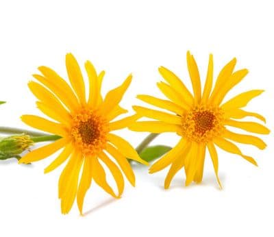Macérât Huileux Arnica Montana