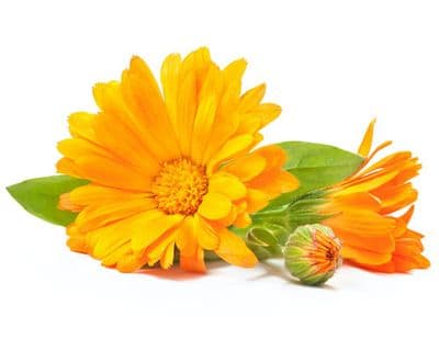 Macérât Huileux Calendula - Souci