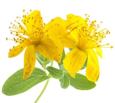 Macérât Huileux Hypericum Perforatum - Millepertuis