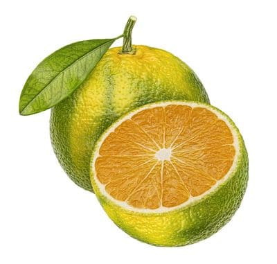 Mandarine Verte Bio*