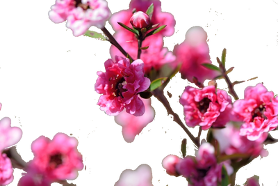Manuka Sauv