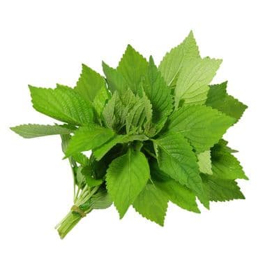 Menthe Citronnée - Mint bergamot