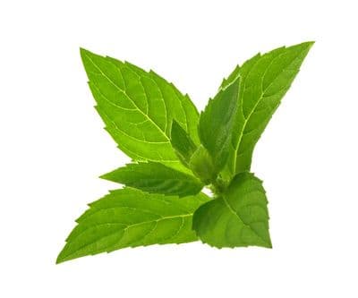 Menthe des Champs Arvensis Bio*
