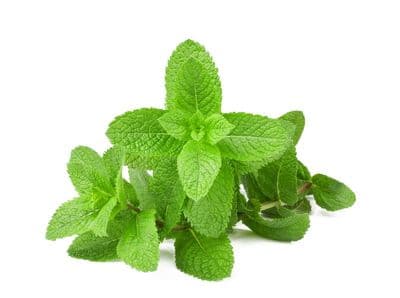 Menthe verte Bio* - Spearmint