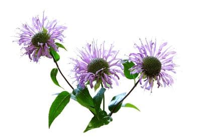 Monarde fistuleuse