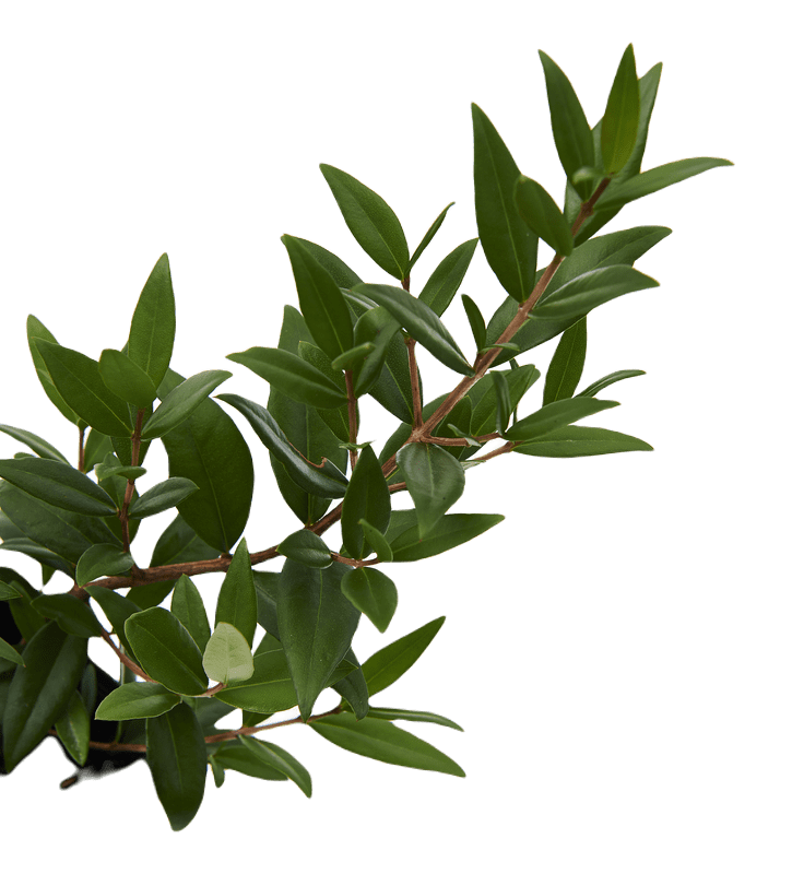 Myrte citronnée Lemon myrtle