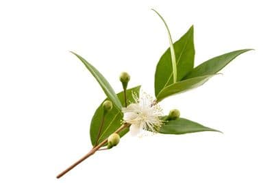 Myrte verte - Green myrtle