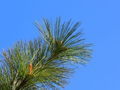 Pin de Patagonia - Ponderosa pine