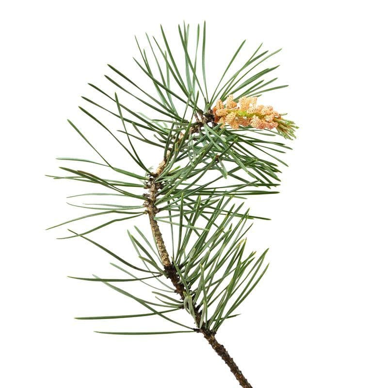 Pin Sylvestre