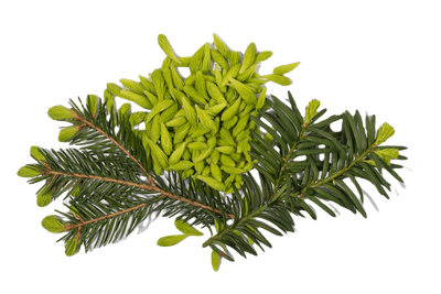 Pruche - Hemlock spruce