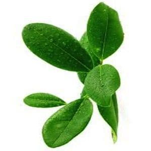 Ravensare aromatique