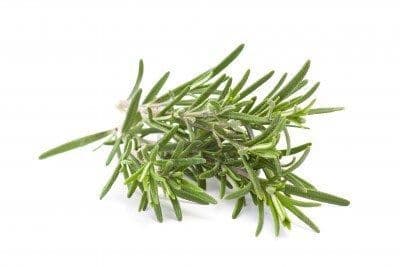 Romarin Bornéon - Camphre Bio*- off. Linnaeus