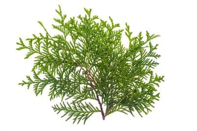 Thuya occidentalis