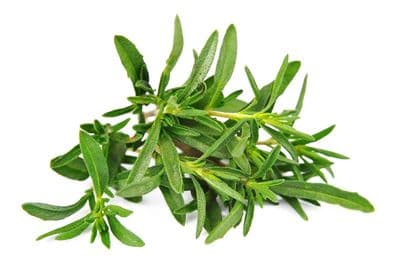 Thym V. Geraniol *BIO