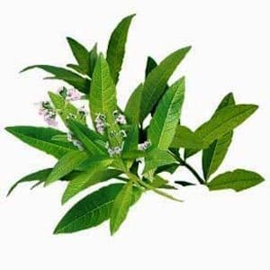 Verveine odorante Bio*