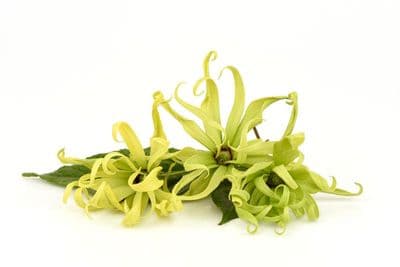 Ylang Ylang complète