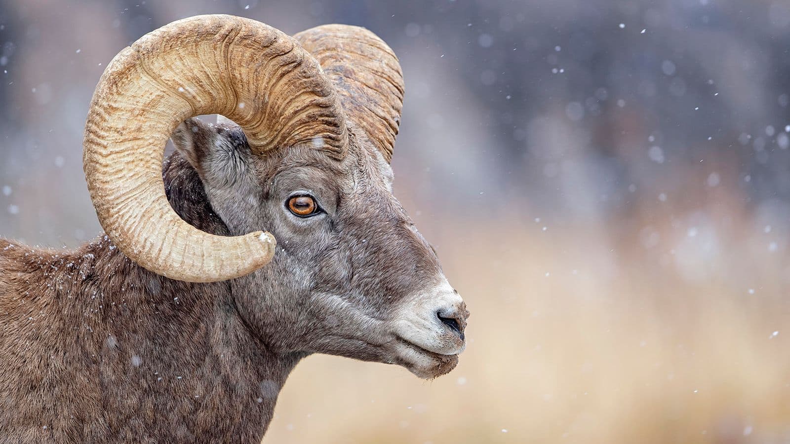 Surge in RAM price : armourdog solutions