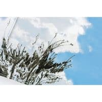 Hobonichi Techo - A5 Cousin Cover - Kyohei Sakaguchi: Field Sky